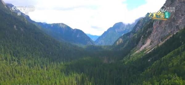 守护绿水青山生态安全 大熊猫野外栖息地更“宜居”