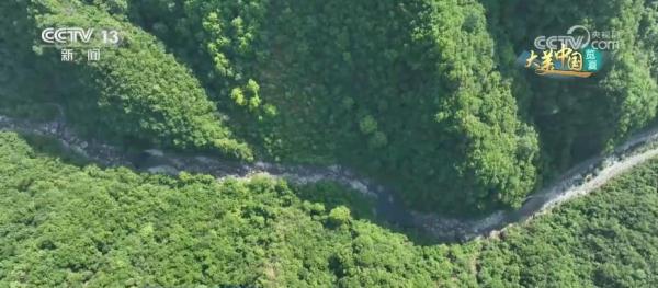 守护绿水青山生态安全 大熊猫野外栖息地更“宜居”