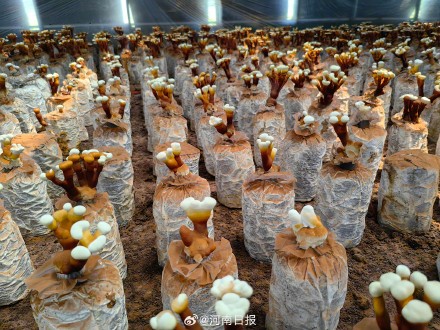 河南诞生首个药用真菌新品种