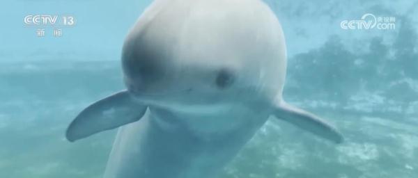 我国已建立较为完善江豚保护繁育体系 助力长江江豚自然种群恢复