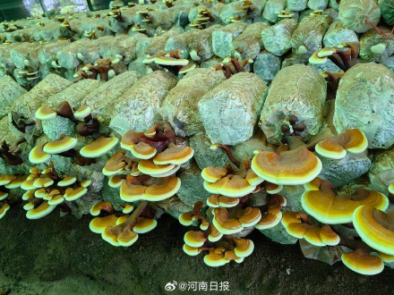 河南诞生首个药用真菌新品种