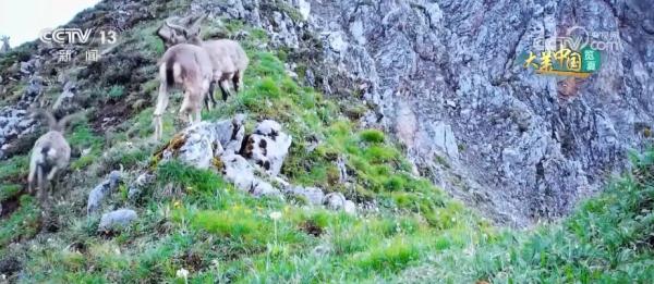 守护绿水青山生态安全 大熊猫野外栖息地更“宜居”