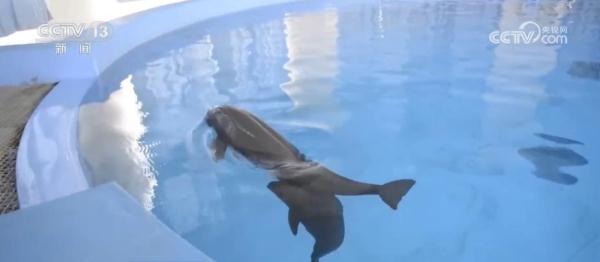 我国已建立较为完善江豚保护繁育体系 助力长江江豚自然种群恢复