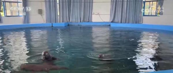 我国已建立较为完善江豚保护繁育体系 助力长江江豚自然种群恢复