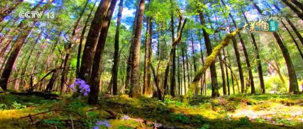 守护绿水青山生态安全 大熊猫野外栖息地更“宜居”