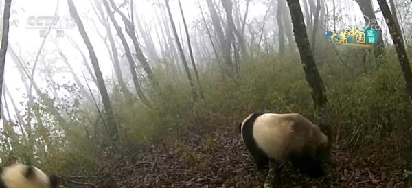 守护绿水青山生态安全 大熊猫野外栖息地更“宜居”