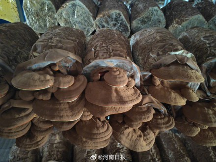 河南诞生首个药用真菌新品种