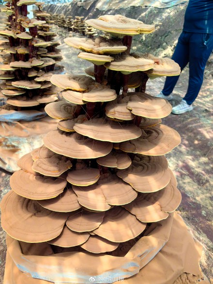 河南诞生首个药用真菌新品种