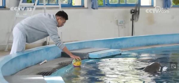 我国已建立较为完善江豚保护繁育体系 助力长江江豚自然种群恢复