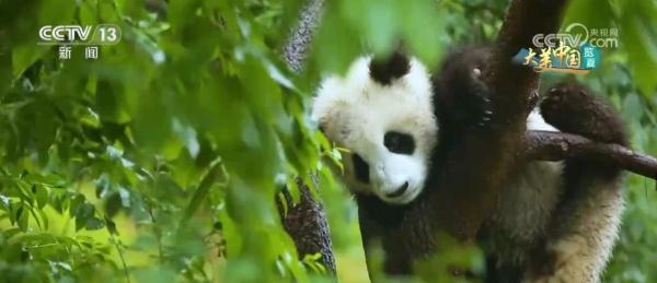 守护绿水青山生态安全 大熊猫野外栖息地更“宜居”