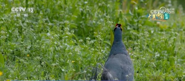 守护绿水青山生态安全 大熊猫野外栖息地更“宜居”