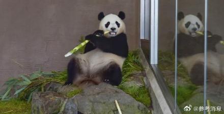 日媒：旅日大熊猫“枫浜”再次被委任为“交通安全大使”