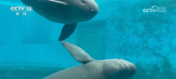 我国已建立较为完善江豚保护繁育体系 助力长江江豚自然种群恢复