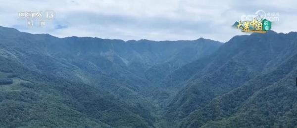 守护绿水青山生态安全 大熊猫野外栖息地更“宜居”