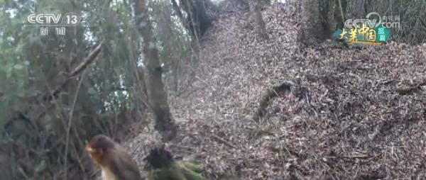 守护绿水青山生态安全 大熊猫野外栖息地更“宜居”