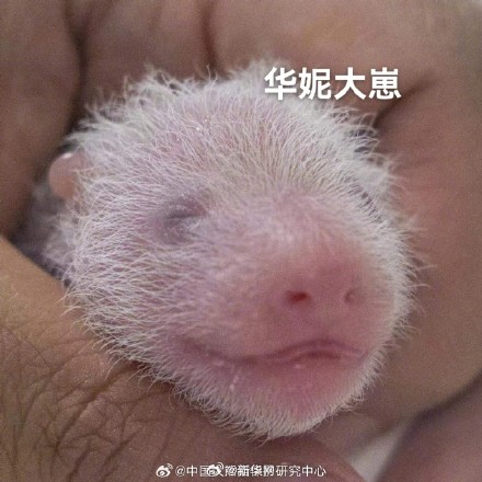 萌萌大头照！华妮二崽吐舌头比心