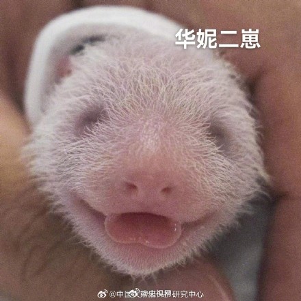 高清照片来啦！今年海外出生的首对大熊猫幼崽