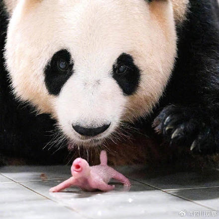 双胞胎姐妹花！大熊猫爱宝的新宝宝名字 叫什么好呢？