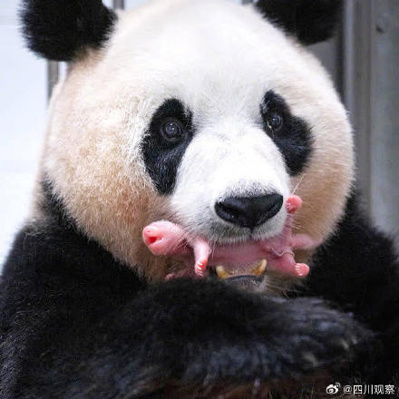 双胞胎姐妹花！大熊猫爱宝的新宝宝名字 叫什么好呢？
