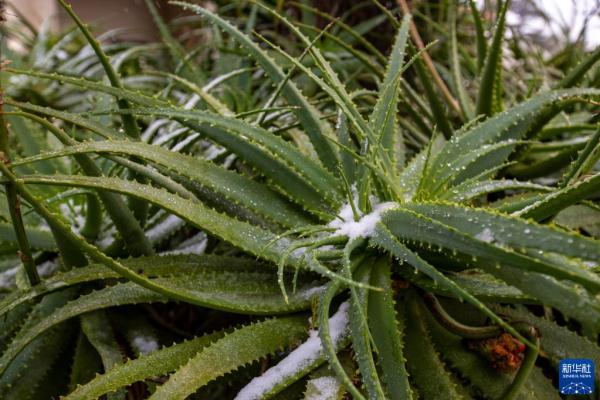 约翰内斯堡迎来罕见降雪天气