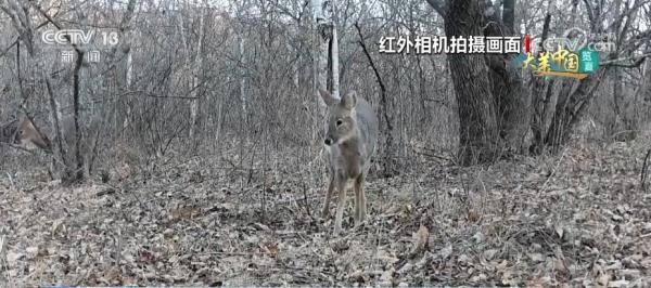 东北虎豹“食谱”不断“上新” 生态结构逐年改善 东北虎豹“食谱”不断“上新” 生态结构逐年改善