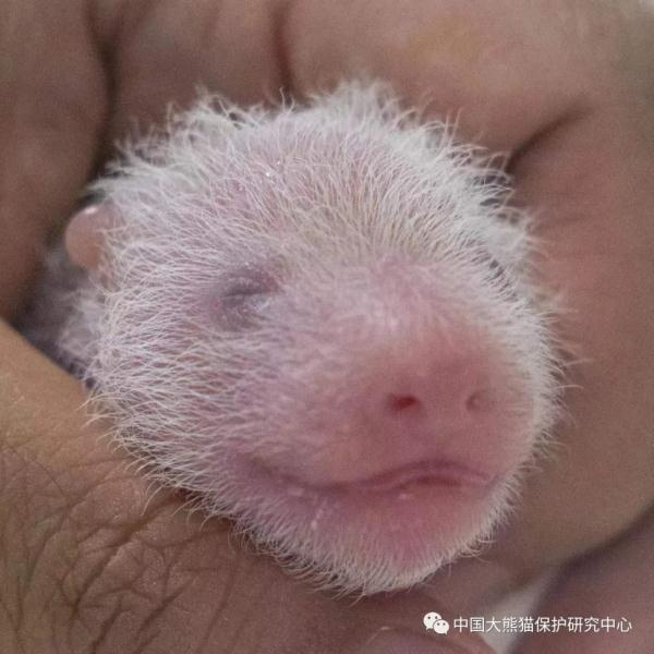 “华妮”，生了一对双胞胎！