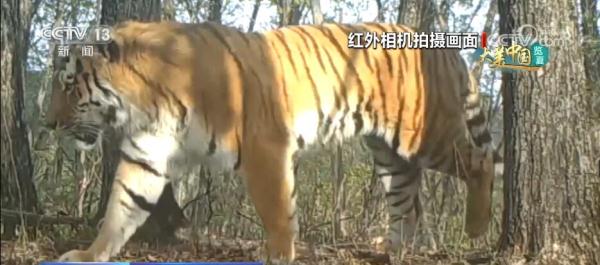 东北虎豹“食谱”不断“上新” 生态结构逐年改善 东北虎豹“食谱”不断“上新” 生态结构逐年改善