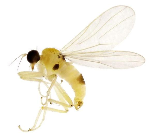 武夷山国家公园发现5个昆虫新种 短突黄隐肩舞虻等，被发现了
