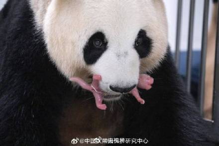 高清照片来啦！今年海外出生的首对大熊猫幼崽