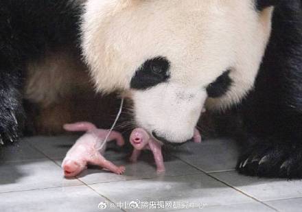 高清照片来啦！今年海外出生的首对大熊猫幼崽