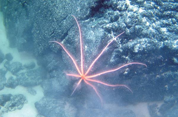 “双龙骑士”唐立梅