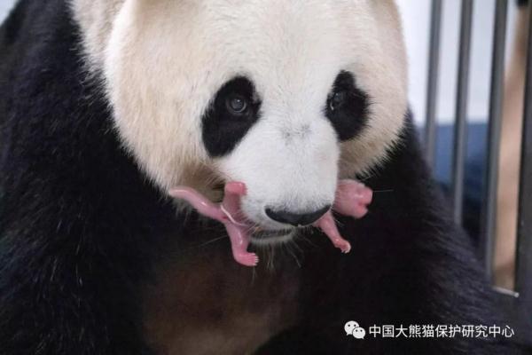 “华妮”，生了一对双胞胎！