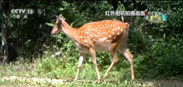 东北虎豹“食谱”不断“上新” 生态结构逐年改善 东北虎豹“食谱”不断“上新” 生态结构逐年改善