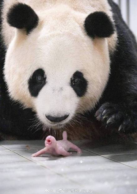 高清照片来啦！今年海外出生的首对大熊猫幼崽