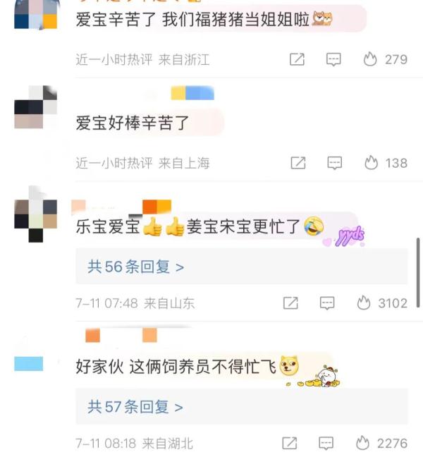 “华妮”，生了一对双胞胎！