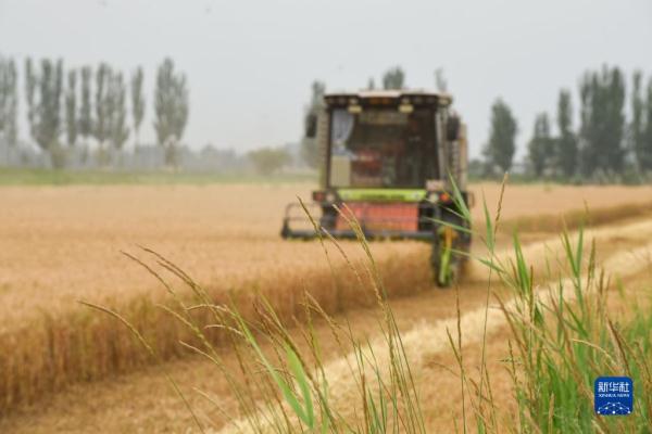 宁夏石嘴山：夏日麦收忙