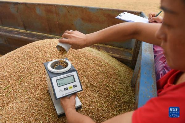 宁夏石嘴山：夏日麦收忙