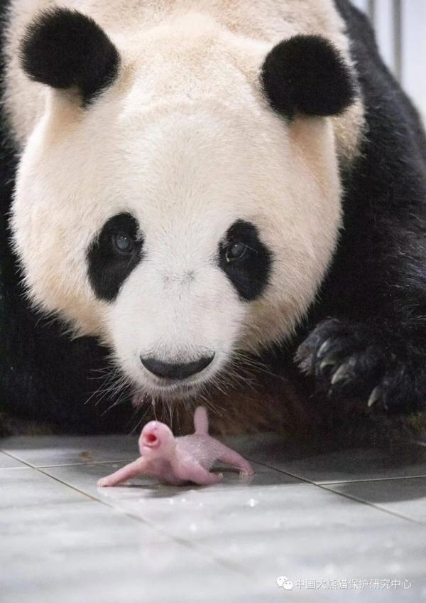 “华妮”，生了一对双胞胎！