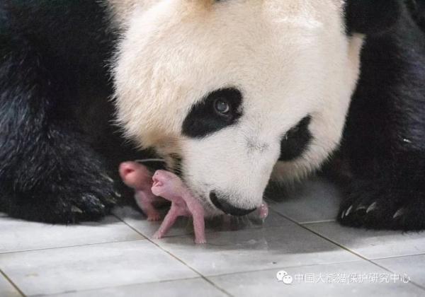 “华妮”，生了一对双胞胎！