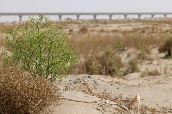 沙漠里应该大面积植树吗？