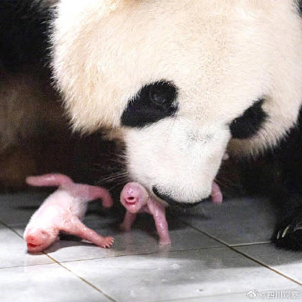 双胞胎姐妹花！大熊猫爱宝的新宝宝名字 叫什么好呢？