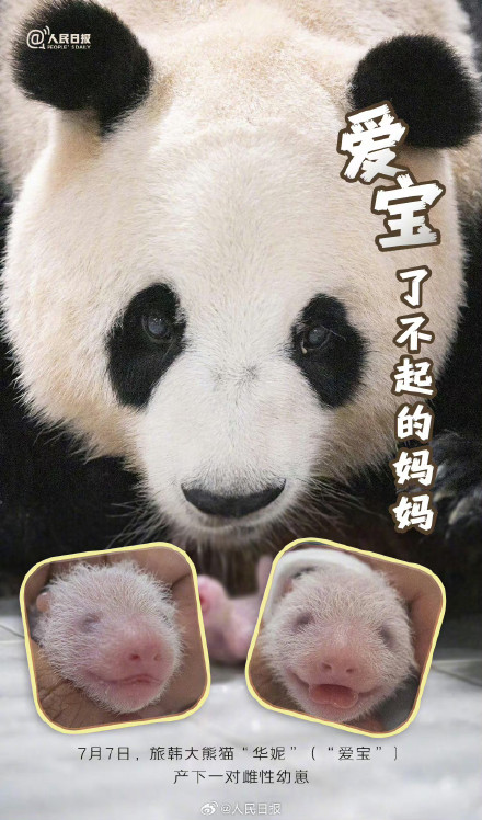 祝福!爱宝诞下双胞胎 祝福!爱宝诞下双胞胎