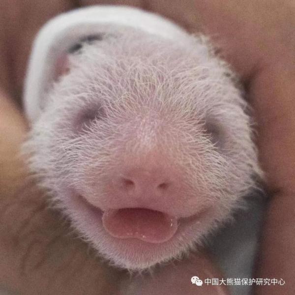 “华妮”，生了一对双胞胎！