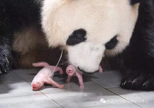 “华妮”，生了一对双胞胎！