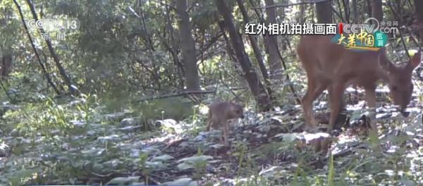 东北虎豹“食谱”不断“上新” 生态结构逐年改善 东北虎豹“食谱”不断“上新” 生态结构逐年改善