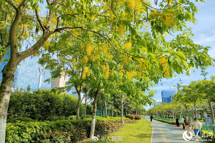 是夏天啊！明黄色的小花开满枝头