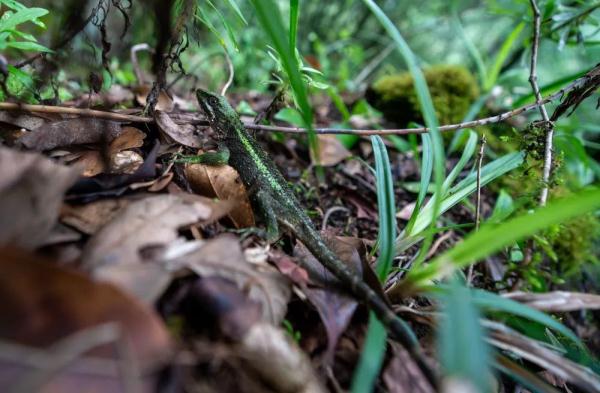 身上几十条蚂蝗、蜱虫往肉里钻……他们的故事看得让人心疼！