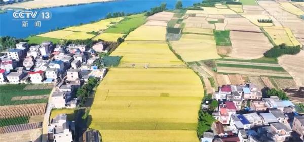 抢收早稻+抢种秋冬菜 轮作种植模式提升经济效益