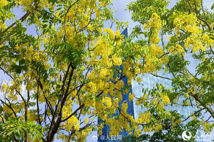 是夏天啊！明黄色的小花开满枝头