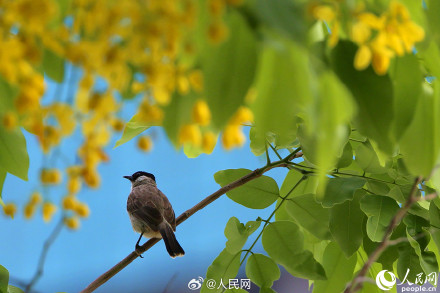 是夏天啊！明黄色的小花开满枝头